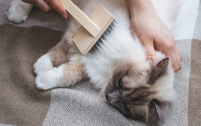 Cómo cepillar a tu gato