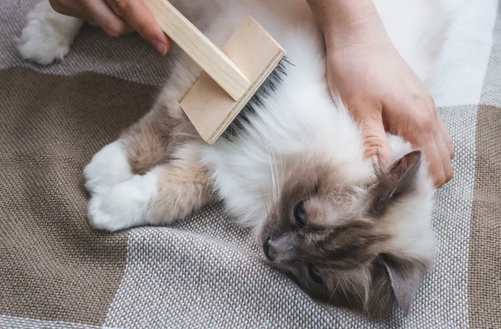 consejos para cepillar a tu gato