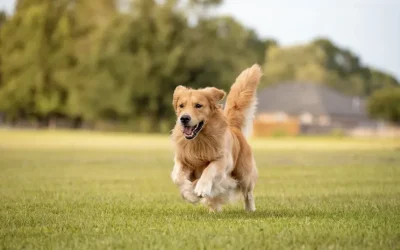 El Golden Retriever 