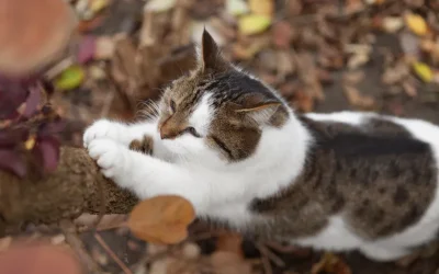 ¿Por qué los gatos arañan?