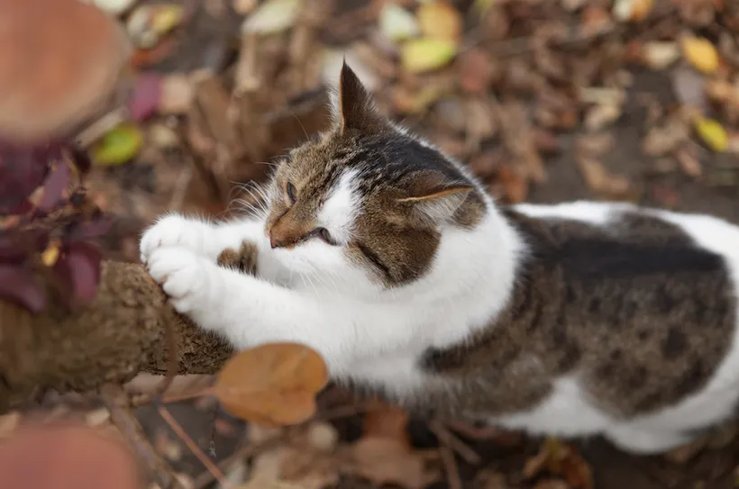 consejos para cepillar a tu gato