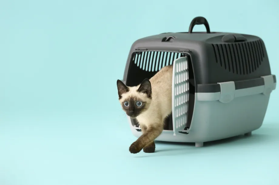 Consejos para llevar al gato en transportin al veterinario