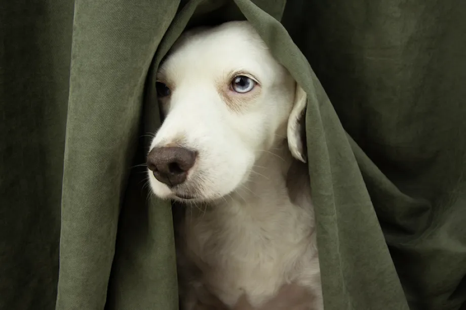 Zona segura para mascotas contra petardos y fuegos artificiales