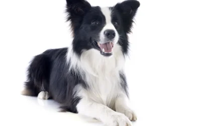 Border collie