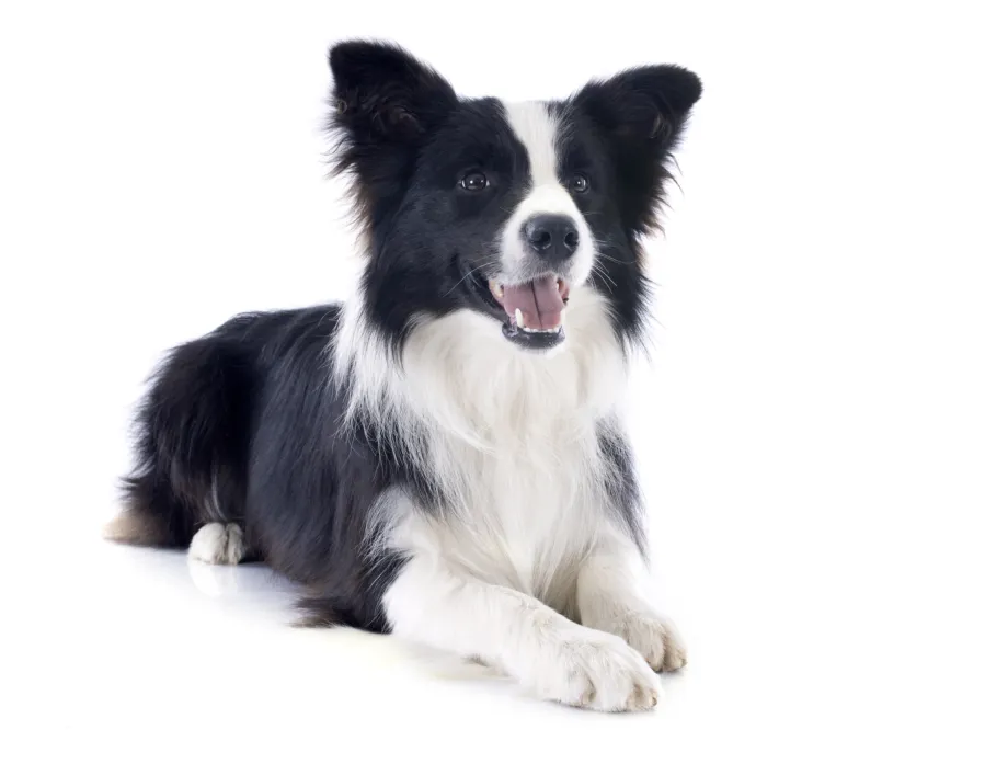 border collie border collie