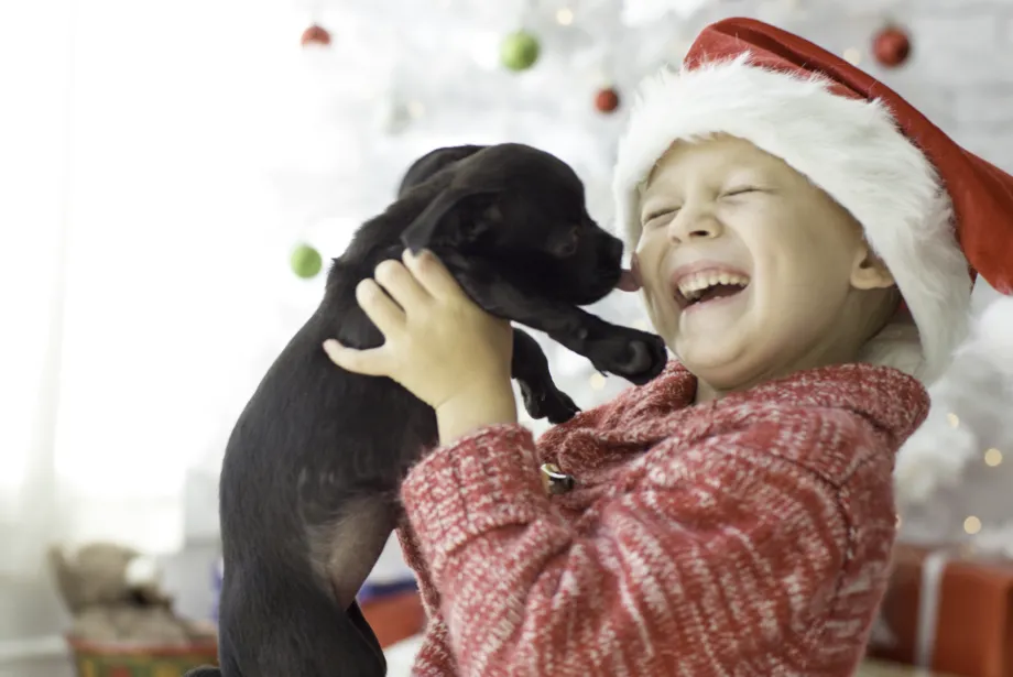 Regalar una mascota por Reyes Magos