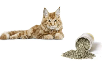 Nepeta Cataria (Catnip): Una planta fascinante para los amantes de los Gatos