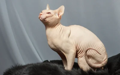 Sphynx, el gato elegante