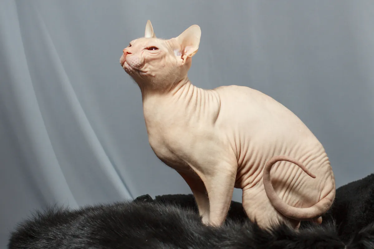 gato-raza-sphynx-sentado-sobre-piel-pelaje-negro-mirando-izquierda