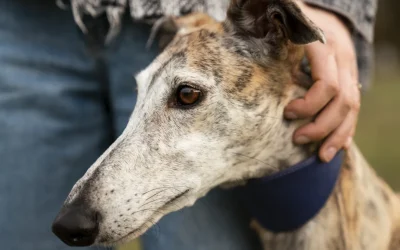 Prevención y Tratamiento de la Leishmaniasis Canina y Felina