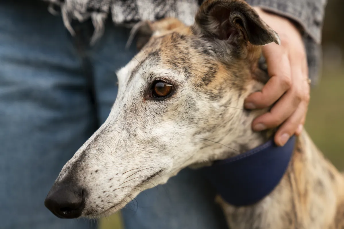 Perro afectado de leishmania