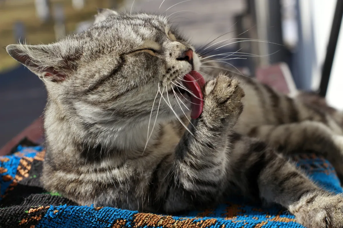 Alergias en perros y gatos Perro afectado de leishmania