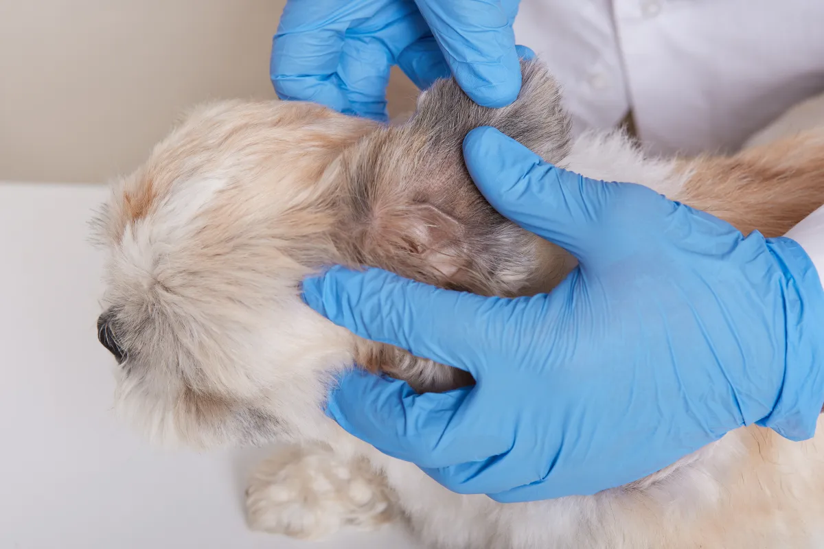 Perro afectado de leishmania