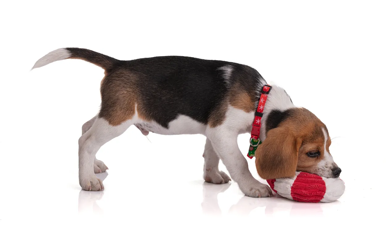 Perro afectado de leishmania