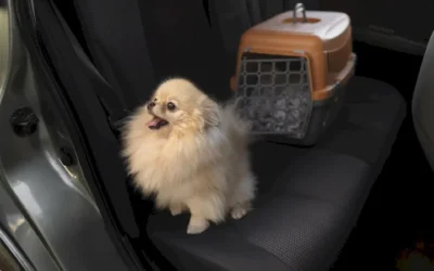 Viajar con  mascotas, ¿sabes qué documentación necesitas?