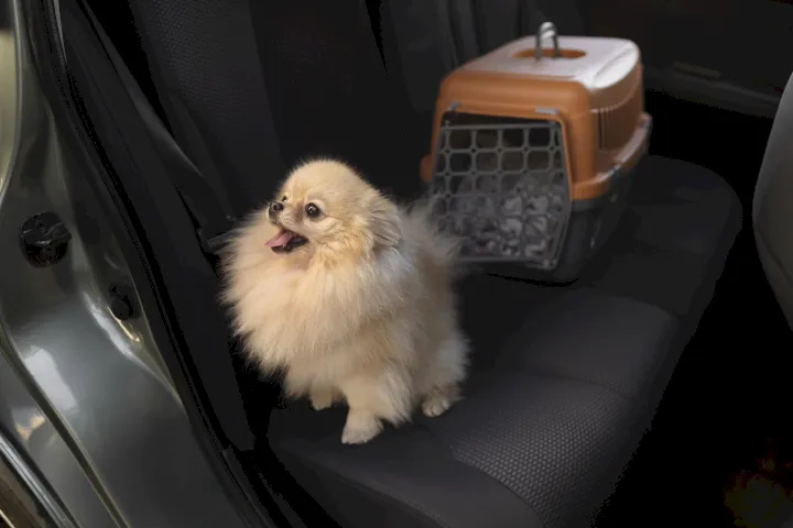 Documentación para viajar con mascotas