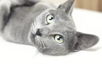 El gato elegante, el Azul Ruso