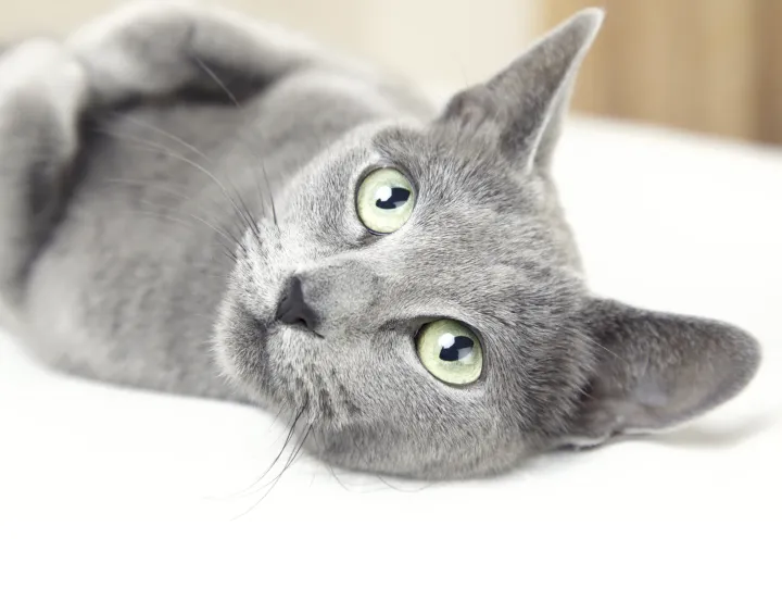 gato azul ruso gato azul ruso