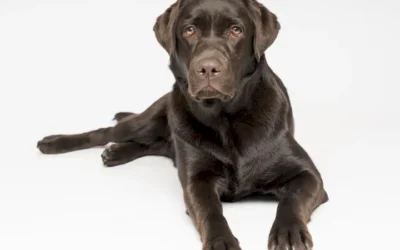 La displasia de codo en perros