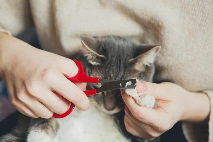 corte de uñas al gato corte de uñas al gato