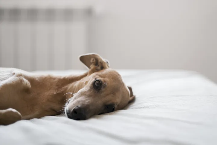 Perro con síndrome postvacacional Perro con síndrome postvacacional