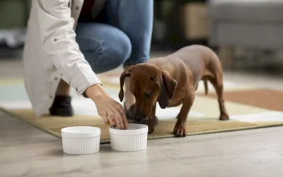 Alimentación natural para mascotas: mitos y realidades