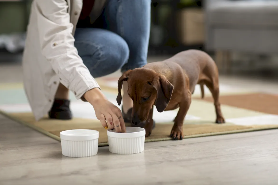 Alimentación natural para mascotas: mitos y realidades Alimentación natural para mascotas: mitos y realidades