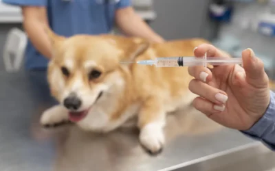 Las vacunas que debes poner a tu perro y su calendario: todo lo que debes saber