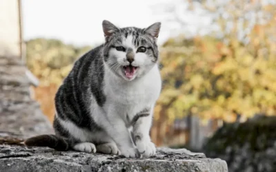 ¿Sufre dolor mi gato? Una pregunta que no siempre sabemos responder
