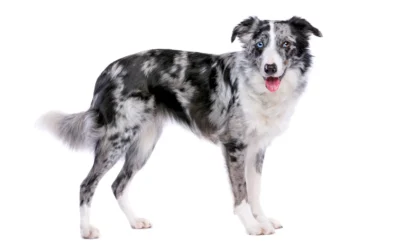 Cambio de pelo en perros: razas de doble capa y sus cuidados
