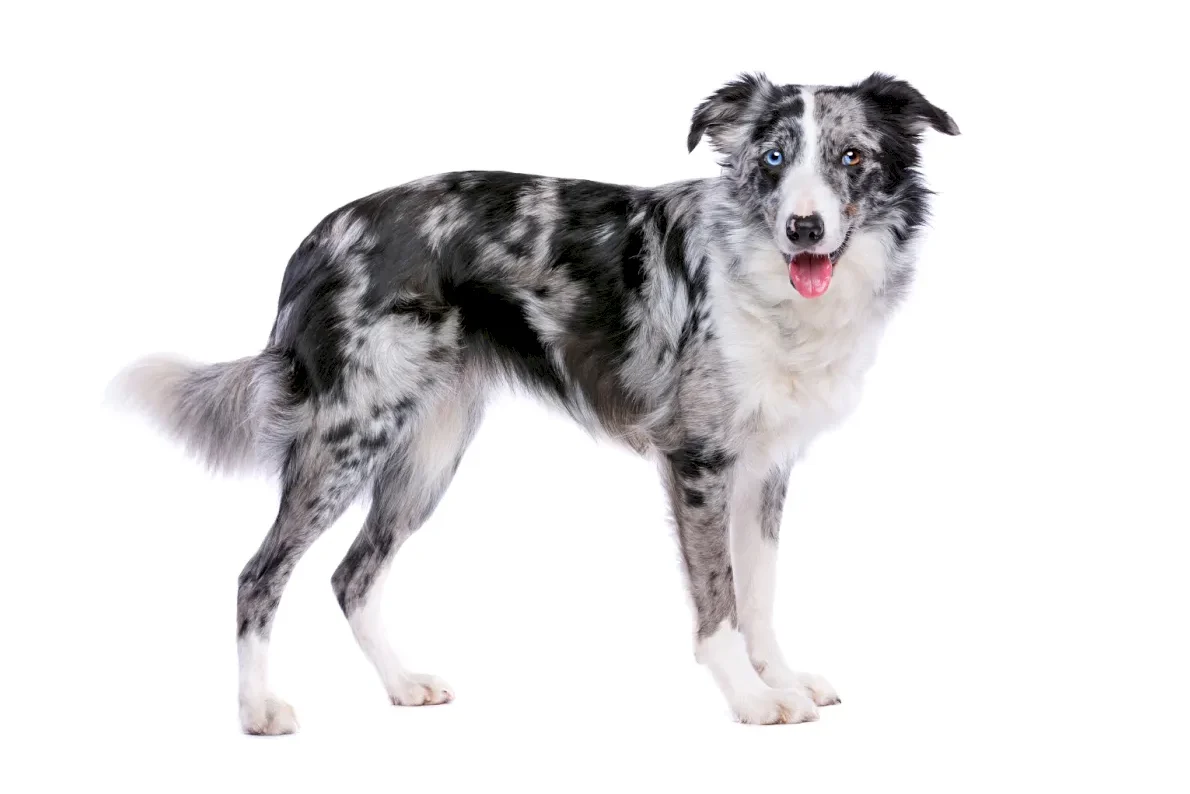 Border collie con doble capa de pelo