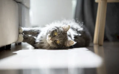 Cómo evitar que tu gato arañe los muebles: alternativas y soluciones