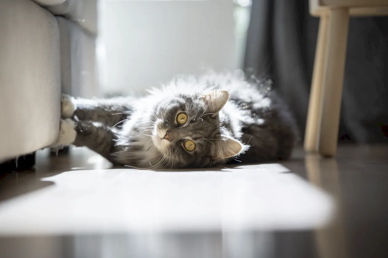Gato arañando muebles