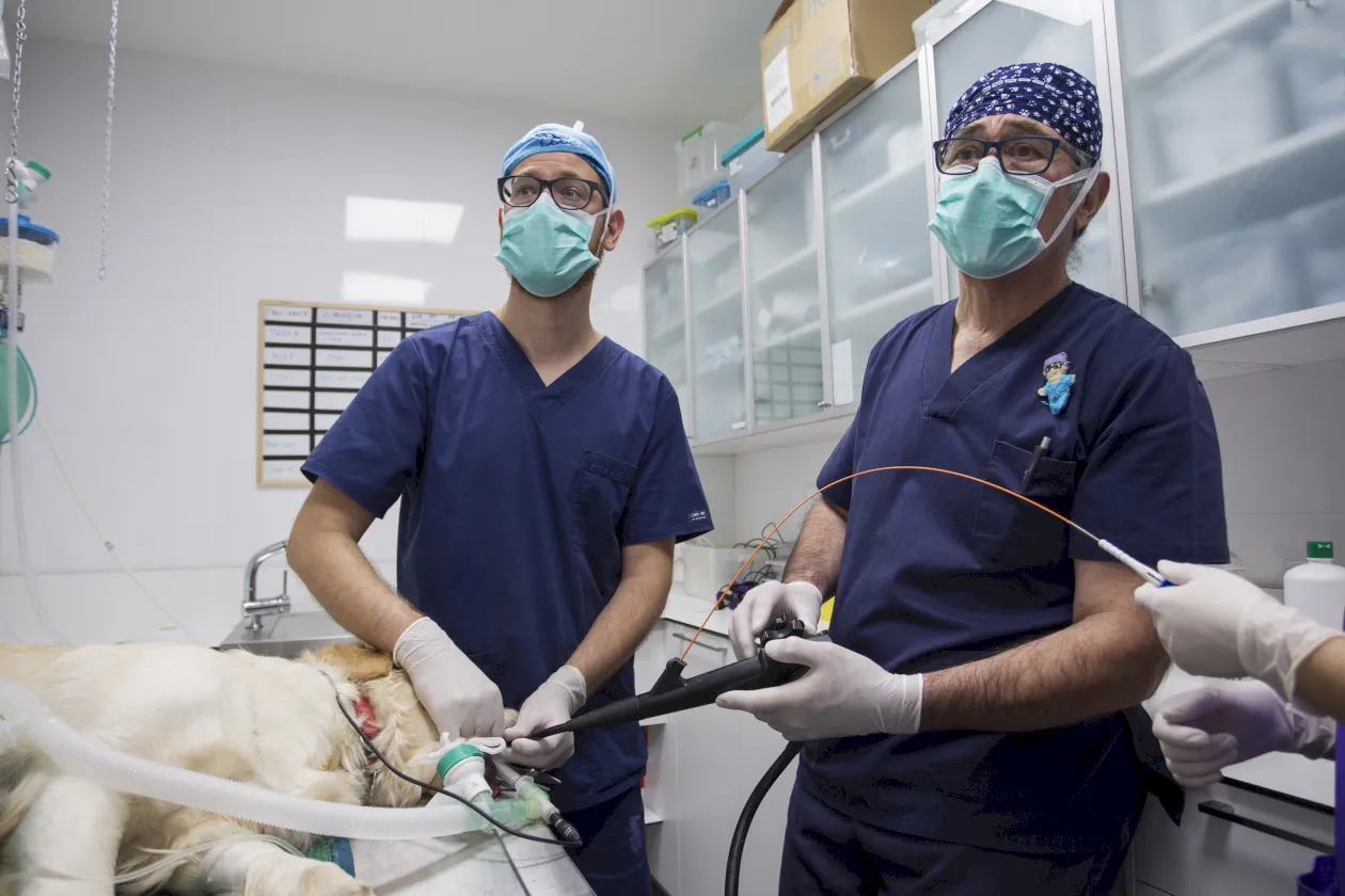 Trauma Laclinicaveterinaria