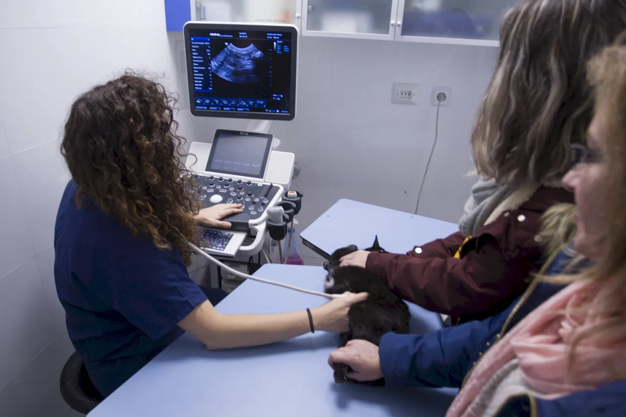 Trauma Laclinicaveterinaria
