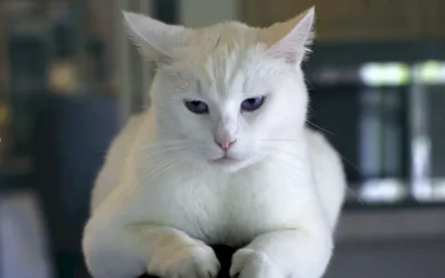Cambios de comportamiento en gatos mayores: ¿cuándo preocuparse?