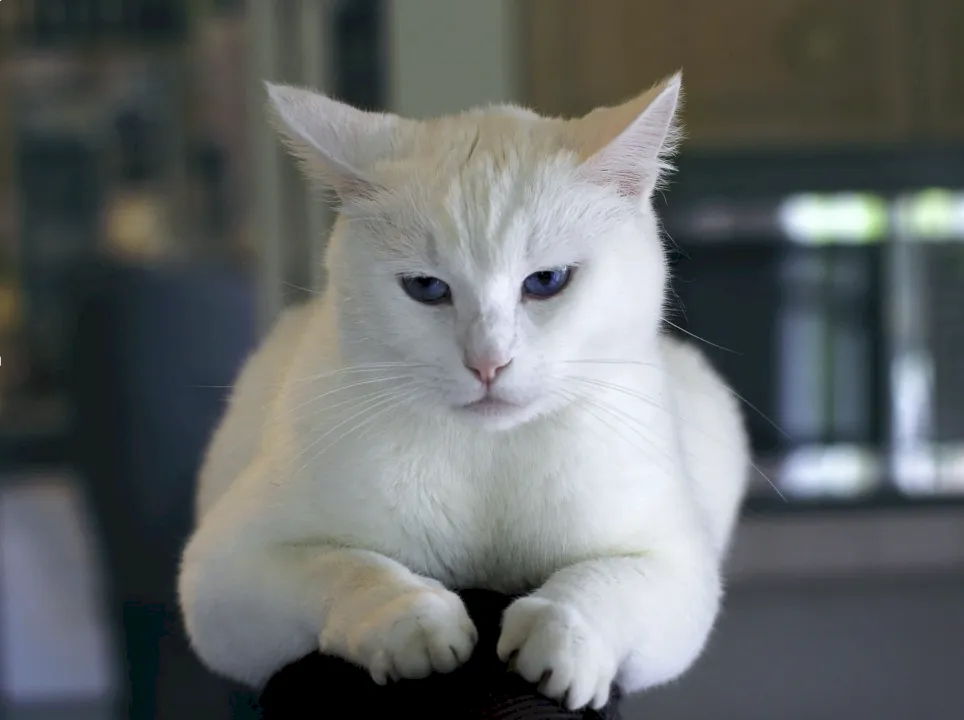 Cambios de comportamiento en los gatos mayores