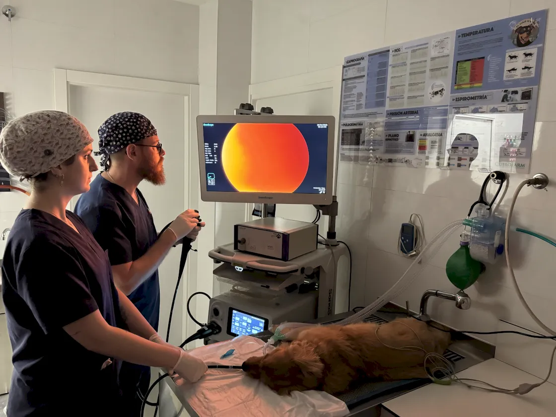 Endoscopia veterinaria