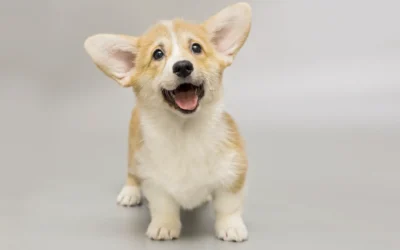 El Corgi