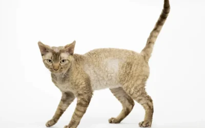 El Devon Rex