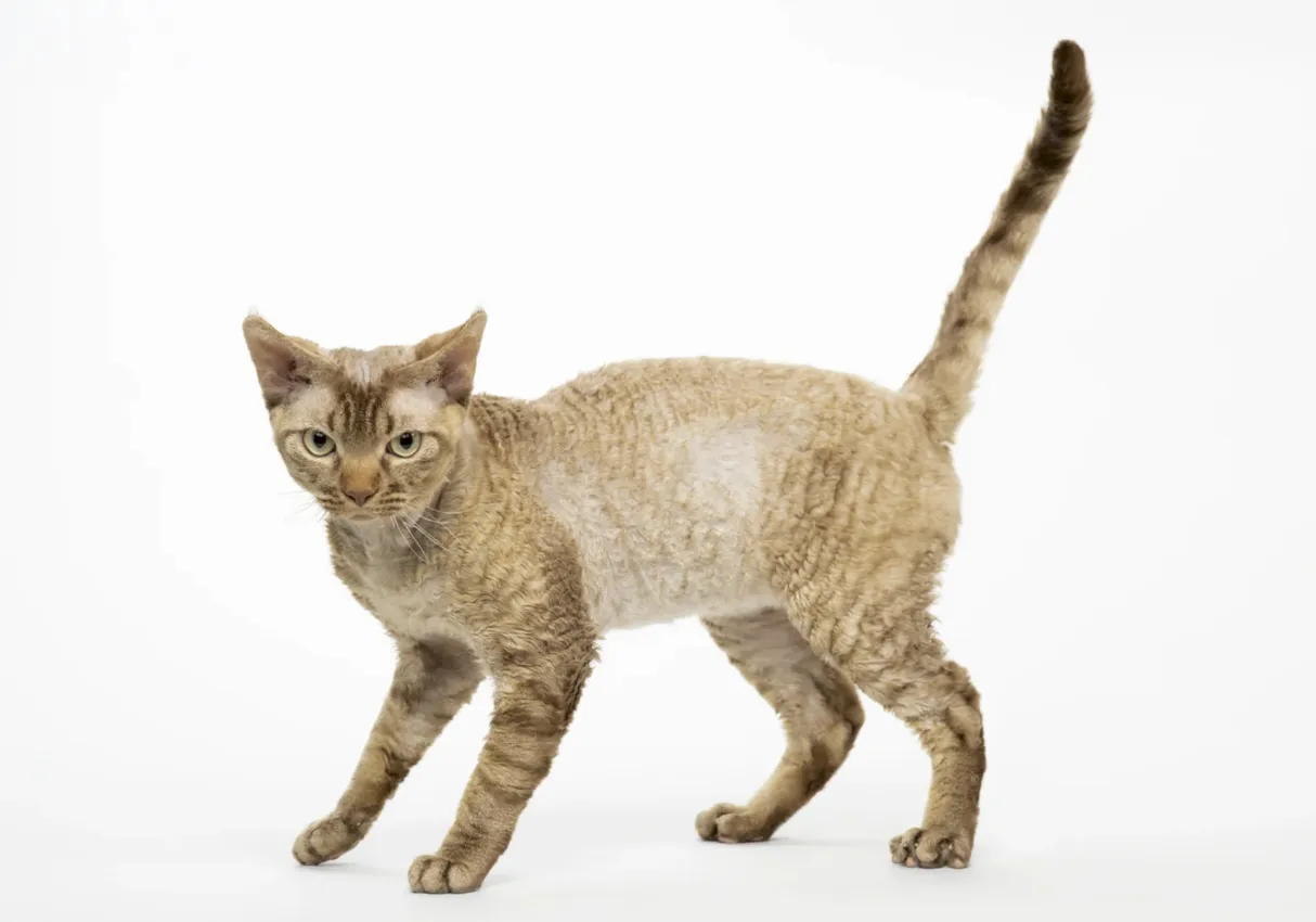 devon rex