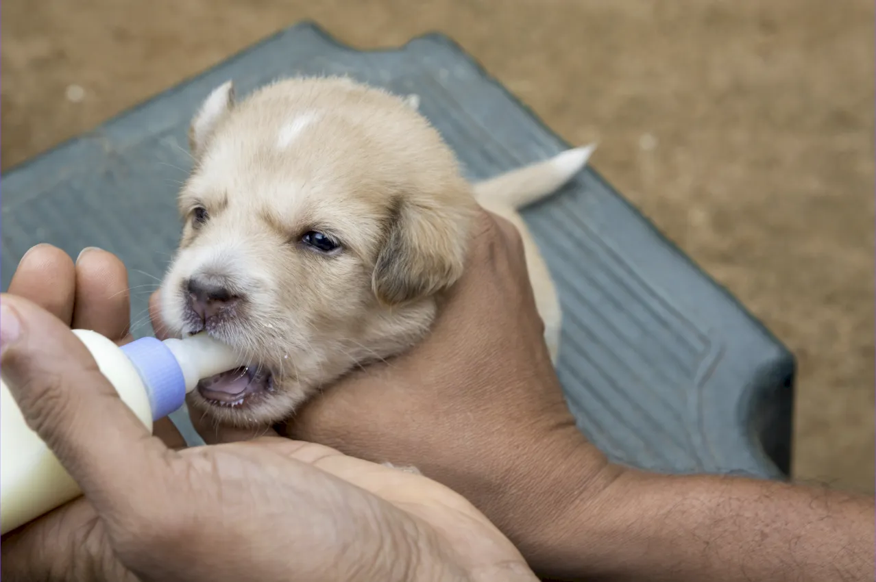 Guía de alimentación para cachorros
