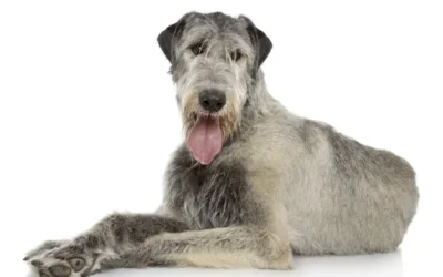 Irish Wolfhound: el gigante gentil de los perros
