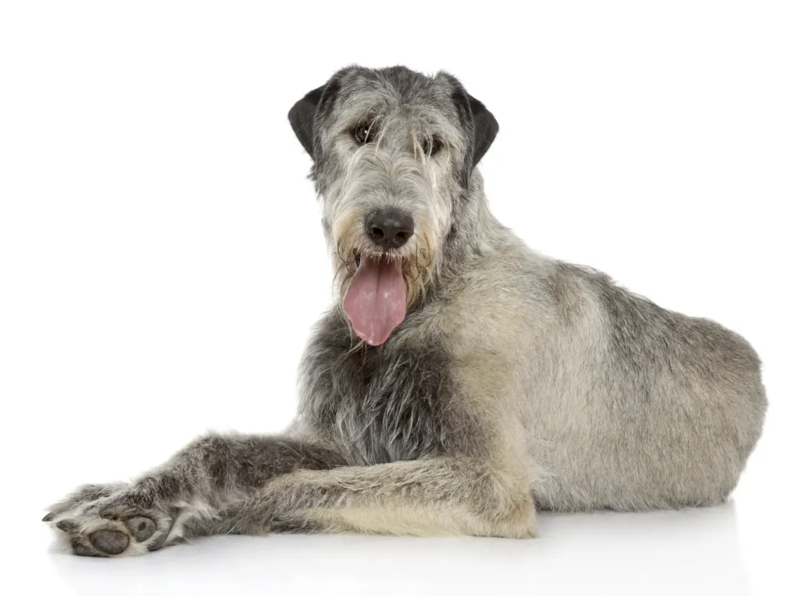 Irish Wolfhound