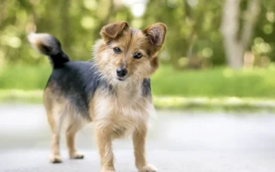Lenguaje corporal perros: Claves para entender su comunicación
