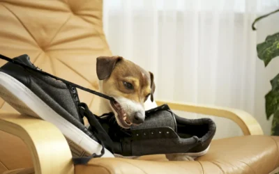 Acostumbrar a un perro a estar solo: Guía práctica para dueños