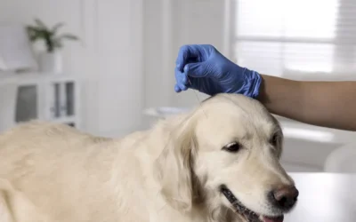 Acupuntura veterinaria para perros y gatos
