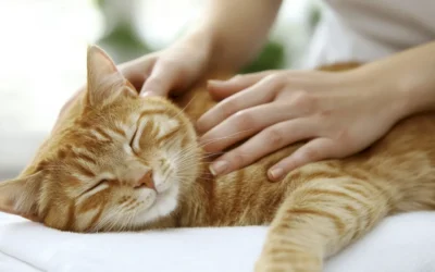 Síntomas de envejecimiento en gatos senior: cómo identificarlos y cuidarlos