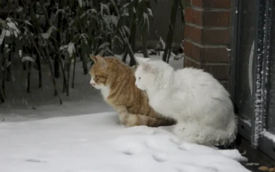 Desparasitación en gatos y zoonosis: por qué protege a tu gato y también a tu familia