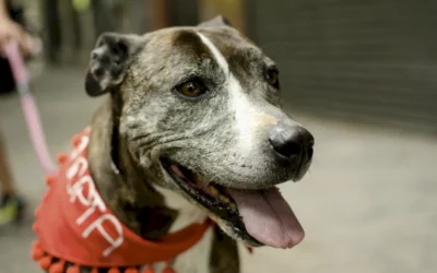 Cómo saber si mi perro adoptado está bien: claves y señales de bienestar